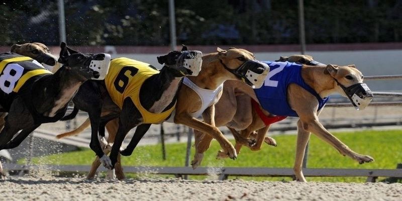 Cá Cược Đua Chó | Nắm Bắt Xu Hướng Giải Trí Trực Tuyến